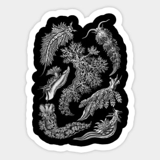 Ernst Haeckel Nudibranchia Black & White Sticker